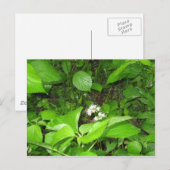 Horn's Ferry, Postkarte (Vorne/Hinten)