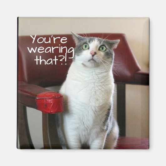 Horrified Cat Magnet (Vorne)