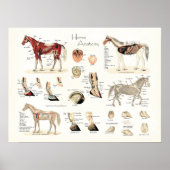 Horse Anatomy Poster (Vorne)