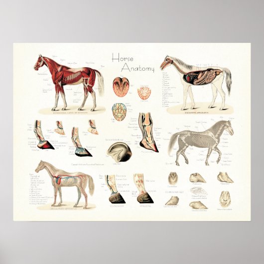Horse Anatomy Poster (Vorne)