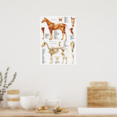Horse Anatomy Poster Muskeln und Knochen 18 X 24 (Küche)