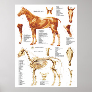 Horse Anatomy Poster Muskeln und Knochen 18 X 24
