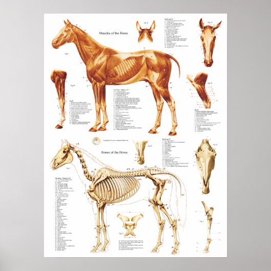 Horse Anatomy Poster Muskeln und Knochen 18 X 24 (Vorne)