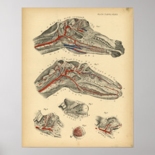 Horse Arteries Nerves Anatomy 1908 Vintag Print Poster