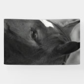 Horse bnrcna banner (Horizontal)