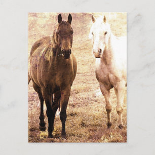 Horse Buddies Sepia Postkarte