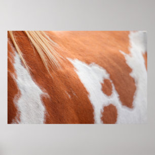 Horse coat animal equine tan poster