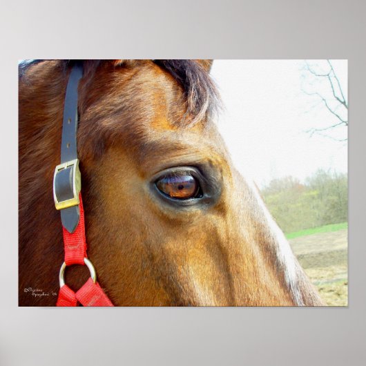 Horse Daydreams Poster (Vorne)