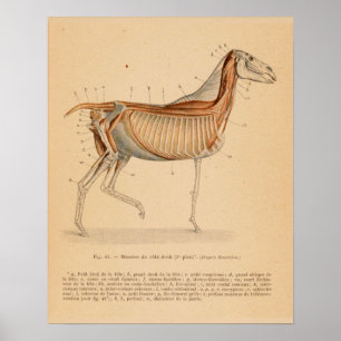 Horse Deep Muscle Anatomy French Vintage Print Poster