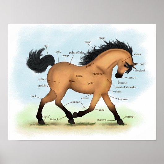Horse Educational Equine Anatomy Poster (Vorne)