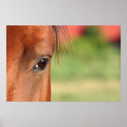 Horse Eye Poster (Vorne)