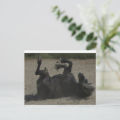 HORSE FROLICKING POSTKARTE (Stehend Vorderseite)