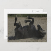 HORSE FROLICKING POSTKARTE (Vorne/Hinten)