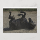 HORSE FROLICKING POSTKARTE (Vorderseite)
