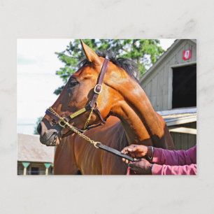 Horse Haven Barn #47 in Saratoga Postkarte