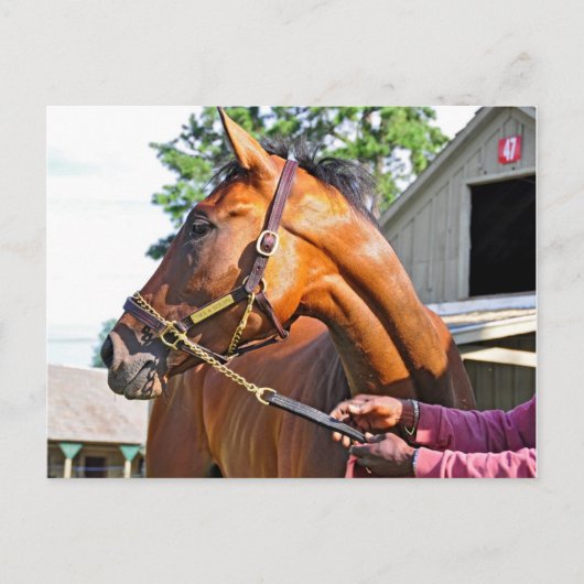 Horse Haven Barn #47 in Saratoga Postkarte (Vorderseite)