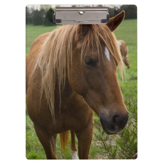 Horse Hello Klemmbrett (Vorderseite)