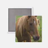 Horse Hello Magnet (Vorderseite/Rückseite)