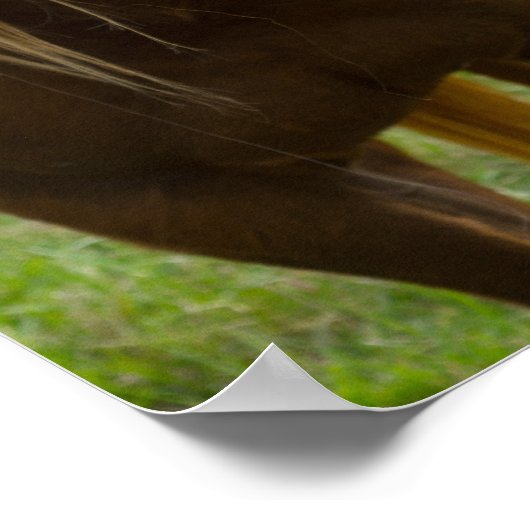 Horse Hello Poster (Ecke)