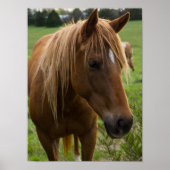 Horse Hello Poster (Vorne)