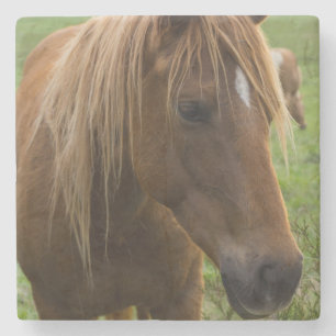 Horse Hello Steinuntersetzer