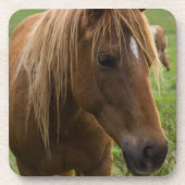 Horse Hello Untersetzer (Vorderseite)