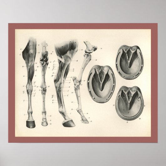 Horse Hoof Leg Knochen Muskelanatomie Print Poster (Vorne)