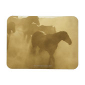 Horse in der Corral Magnet (Horizontal)