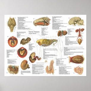 Horse Internal Anatomy Chart 18" X 24" Poster
