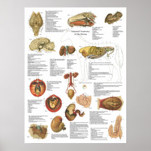 Horse interne Organe Anatomie Gehirnstomachdiagram Poster