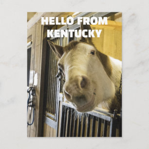 HORSE KENTUCKY FUNNY POSTCARD POSTKARTE