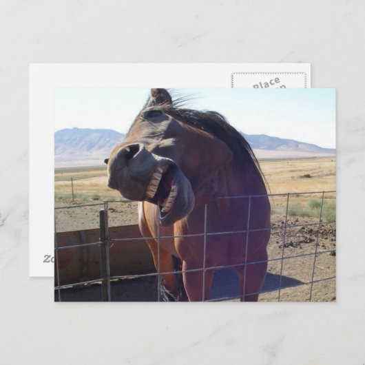 Horse Laughing Postkarte (Vorne/Hinten)