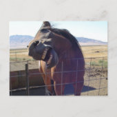 Horse Laughing Postkarte (Vorderseite)