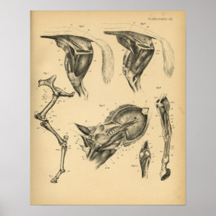 Horse Leg Muscle Anatomy 1908 Vintage Print Poster