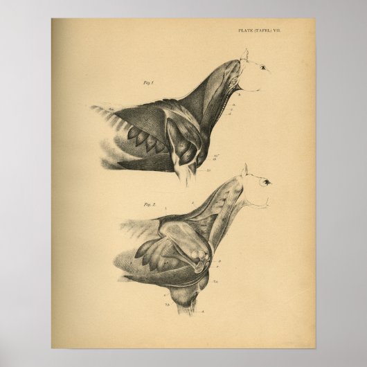 Horse Muscle Anatomy 1908 Vintage Print Poster (Vorne)