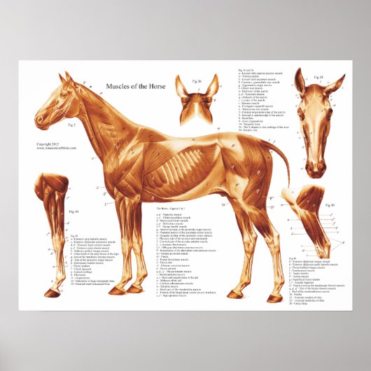Horse Muscle Anatomy Chart Poster (Vorne)