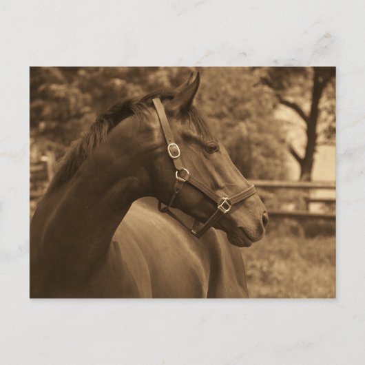 Horse of My Heart Postkarte (Vorderseite)