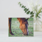 Horse Postkarte (Stehend Vorderseite)