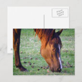 Horse Postkarte (Vorne/Hinten)
