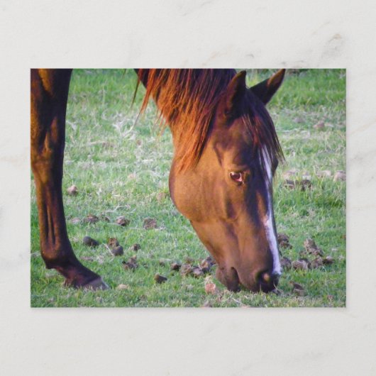Horse Postkarte (Vorderseite)