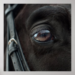 Horse Stallion Eye Foto Naturewall Poster