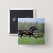Horse Thoroughbreds, Wassl 1988, Button (Vorne & Hinten)