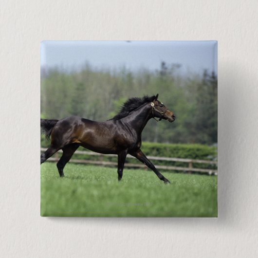 Horse Thoroughbreds, Wassl 1988, Button (Vorderseite)