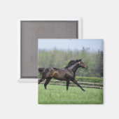 Horse Thoroughbreds, Wassl 1988, Magnet (Vorderseite/Rückseite)