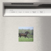 Horse Thoroughbreds, Wassl 1988, Magnet (In Situ (Geschirrspüler))