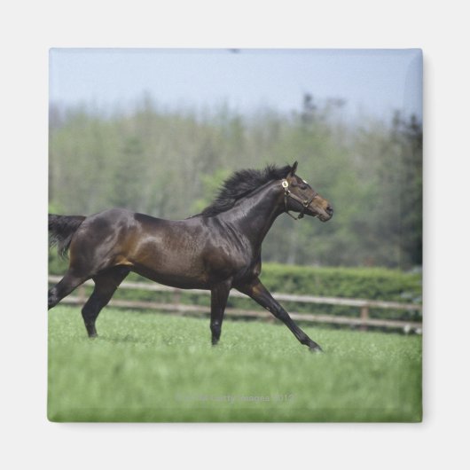 Horse Thoroughbreds, Wassl 1988, Magnet (Vorne)