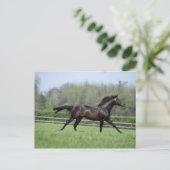 Horse Thoroughbreds, Wassl 1988, Postkarte (Stehend Vorderseite)