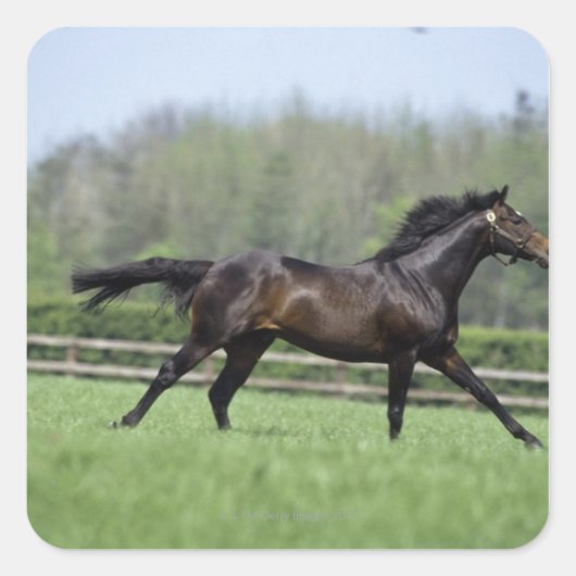 Horse Thoroughbreds, Wassl 1988, Quadratischer Aufkleber (Vorderseite)