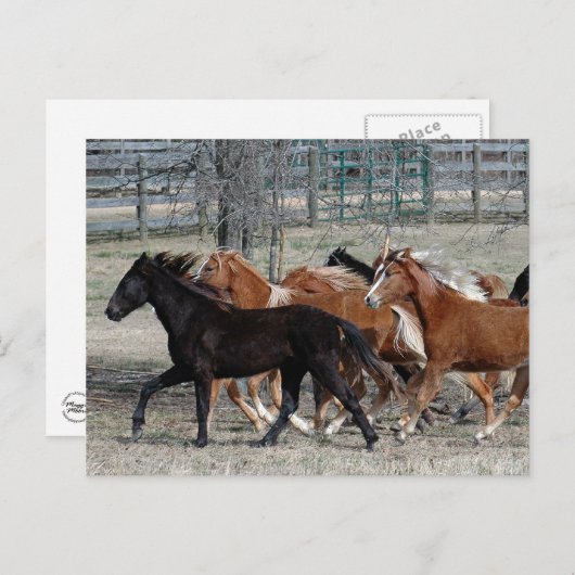 Horse Thunder Postkarte (Vorne/Hinten)