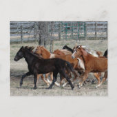Horse Thunder Postkarte (Vorderseite)